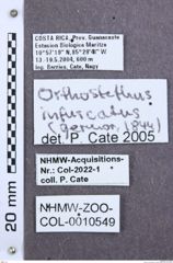 Etikette zu Orthostethus infuscatus (NHMW-ZOO-COL-0010549)